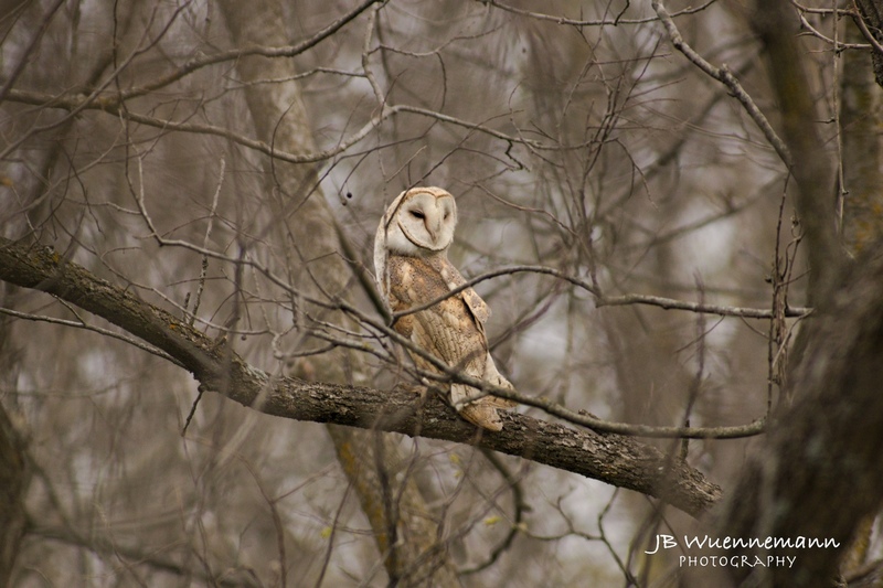 Barn Owl at Martha Lafite.jpg