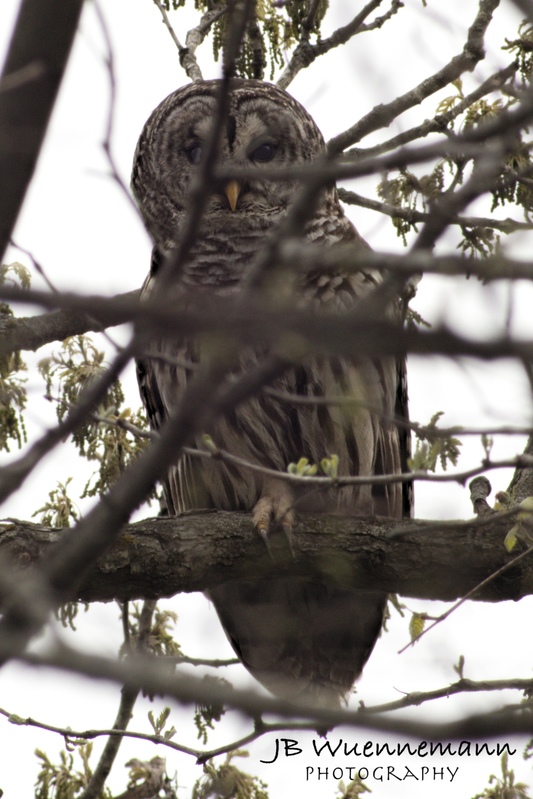 Barred Owl at Smithville Lake Backbone Trail.jpg
