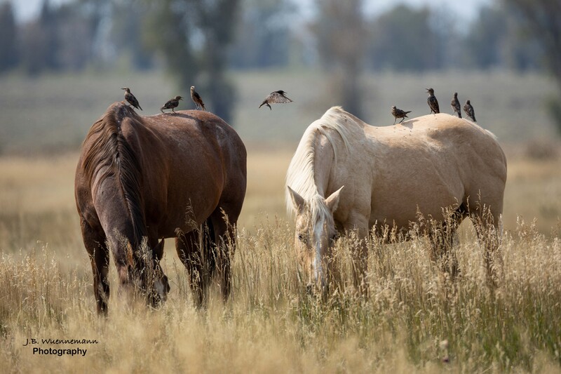 Birds Horsin Around.jpg