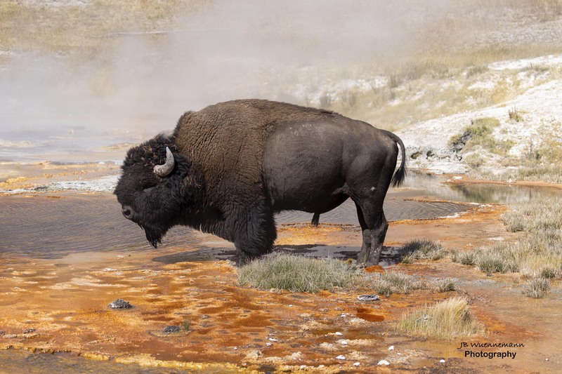 Bison Imperial Geyser.jpg