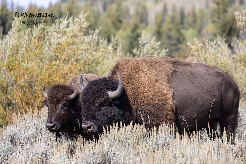 Bison Pair.jpg