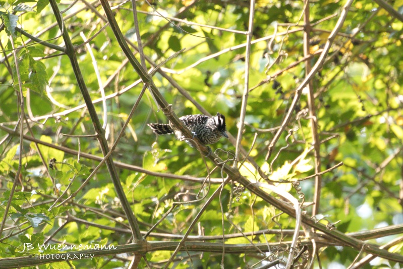 Black Antshrike Male.jpg
