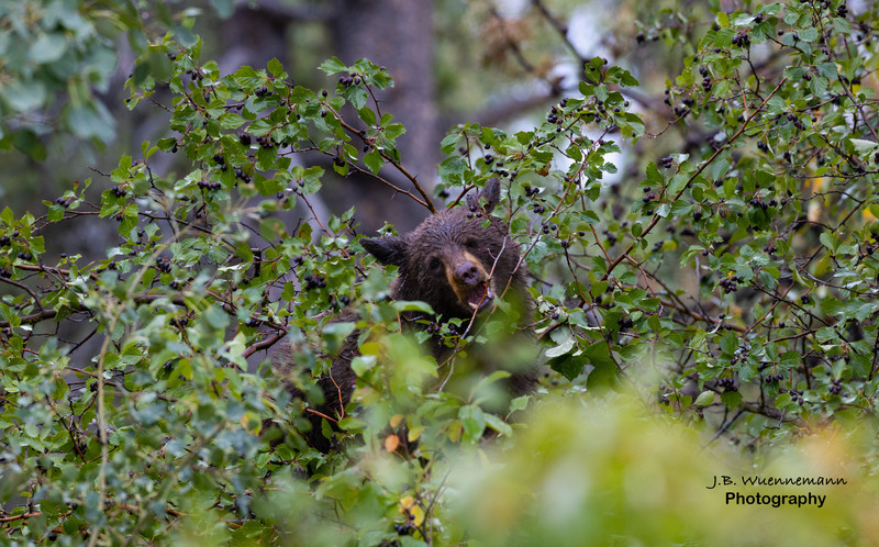 Black Bear Biting.jpg