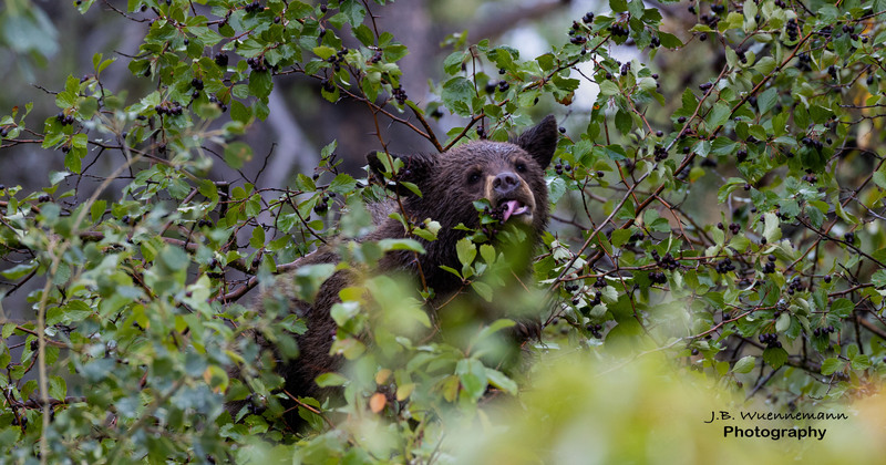 Black Bear Licking.jpg