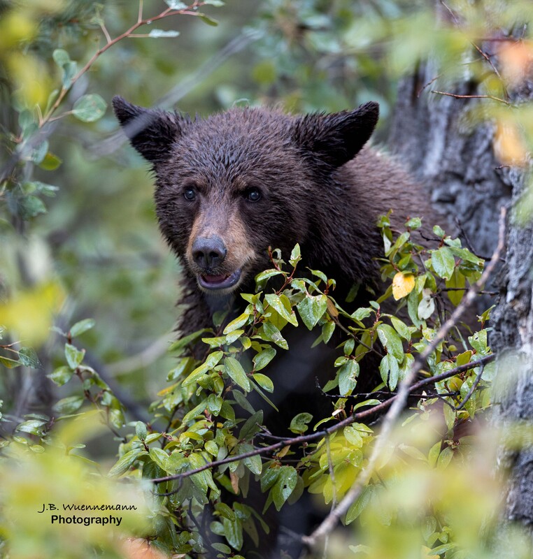 Black Bear Staring.jpg