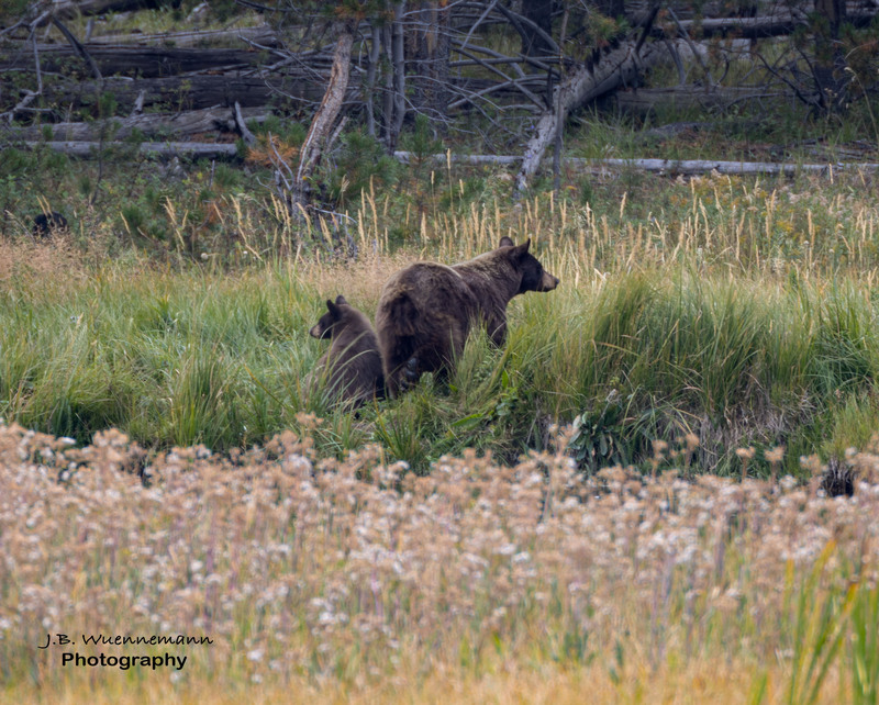 Black Bears Which-way.jpg