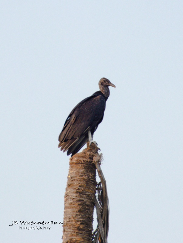 Black Vulture Adult.jpg