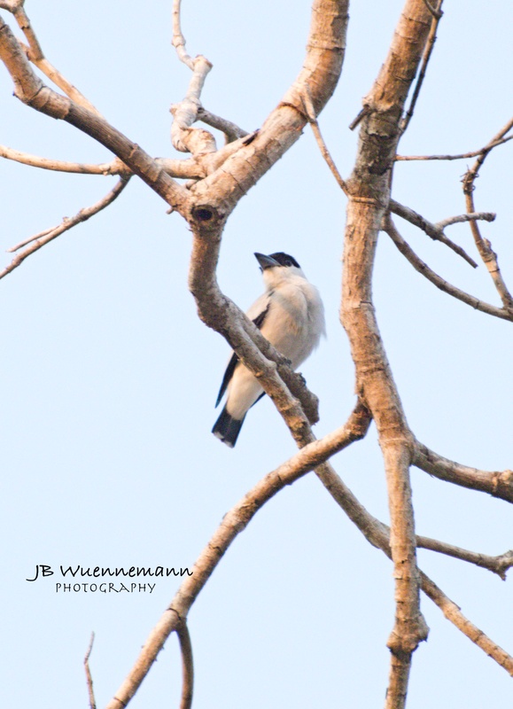 Black-crowned Tityra Male.jpg