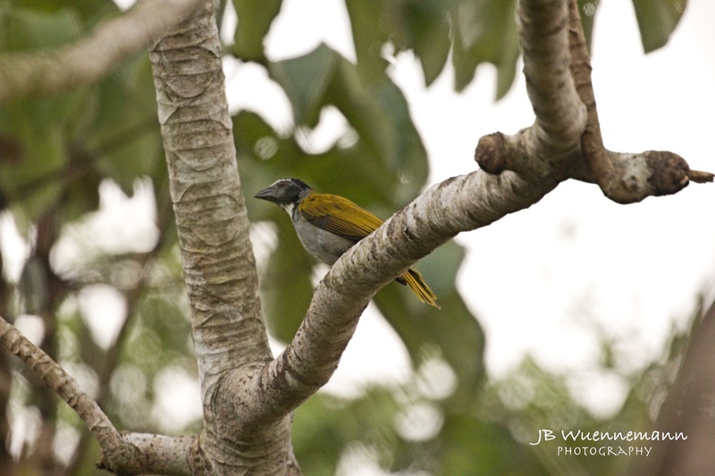 Black-headed Saltator.jpg