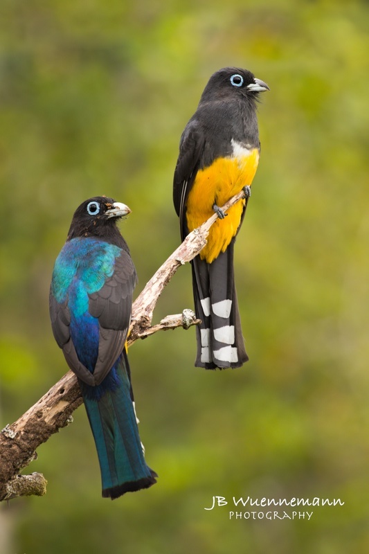 Black-headed Trogon Male and Female_1.jpg
