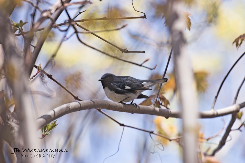 Black-throated Blue Warbler Male 1.jpg