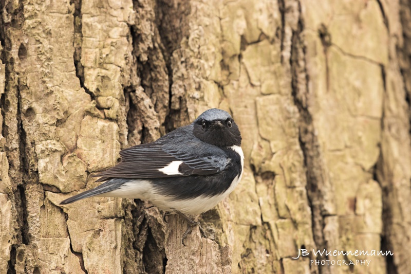 Black-throated Blue Warbler Male.jpg