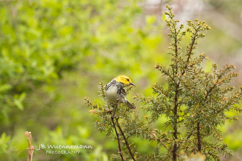 Black-throated Green Warbler Adult Female.jpg