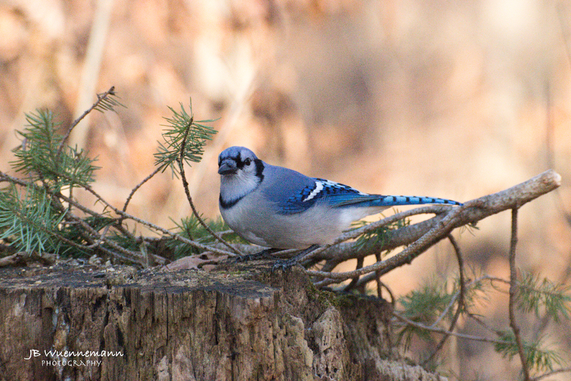 Blue Jay on Stump.jpg
