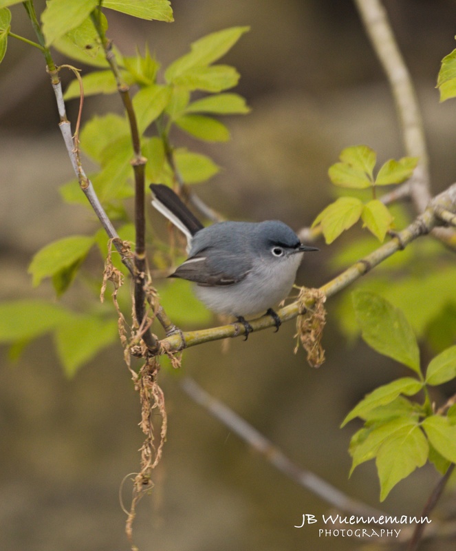 Blue-gray Gnatcatcher Breeding Male(1).jpg