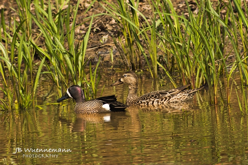 Blue-winged Teal swimming at Martha Lafite.jpg
