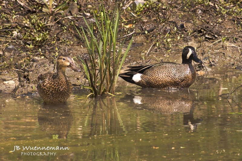 Blue-winged Teal watching at Martha Lafite.jpg