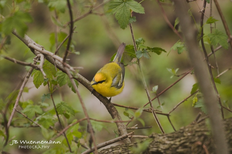 Blue-winged Warbler Adult Male(1).jpg
