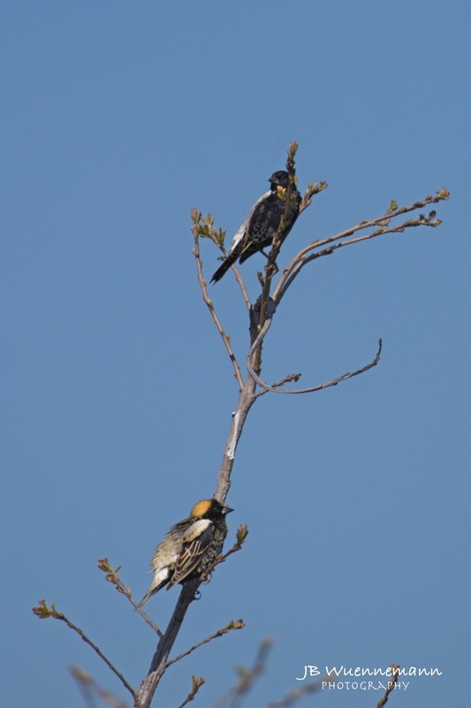 Bobolink Breeding Male_1.jpg