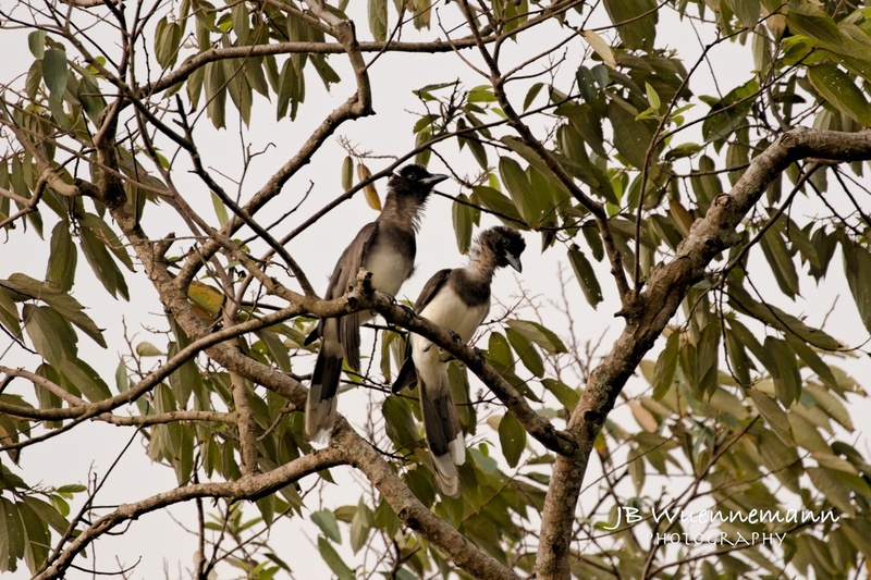 Brown Jay Adults.jpg