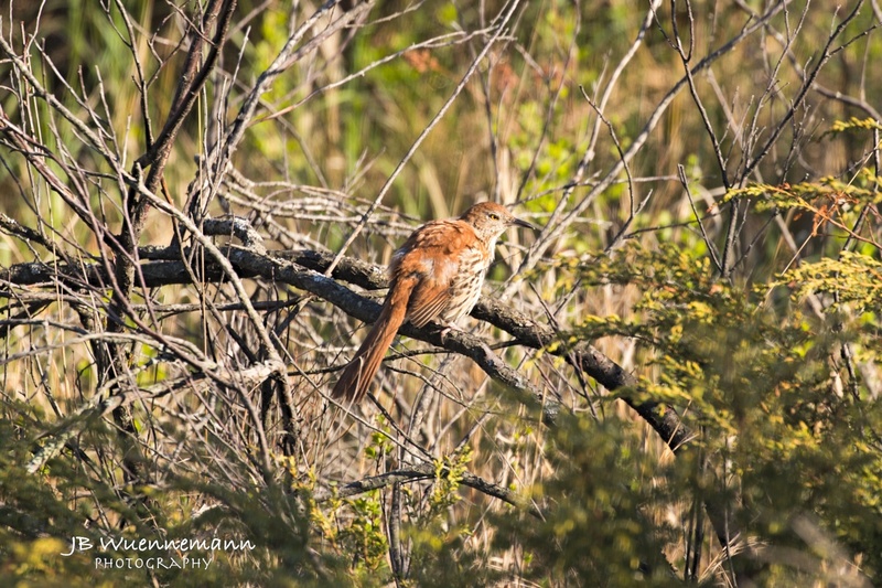 Brown Thrasher Adult.jpg