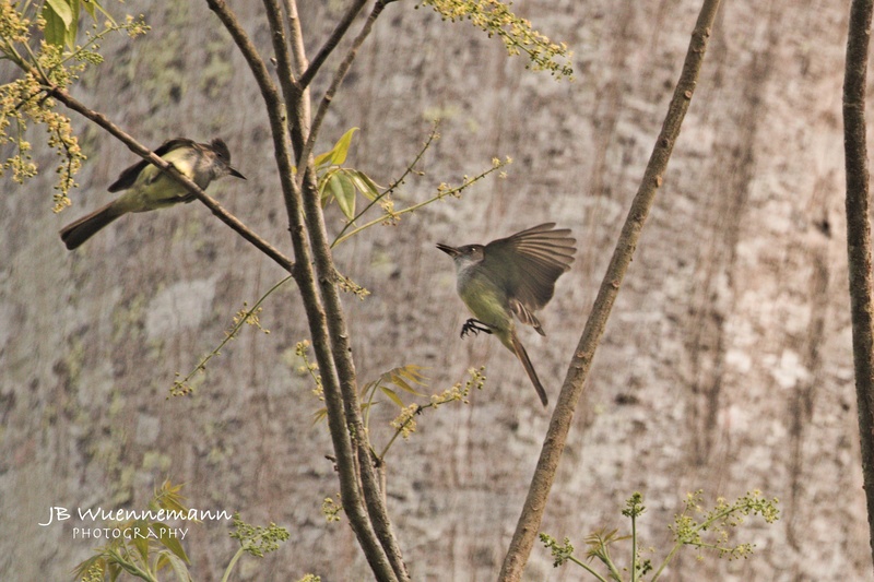 Brown-crested Flycatchers.jpg