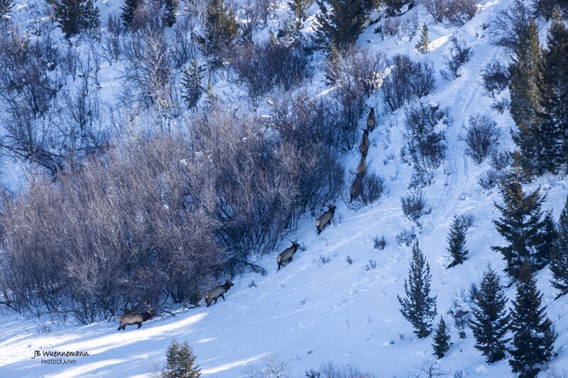 Bull Elk Climb.jpg