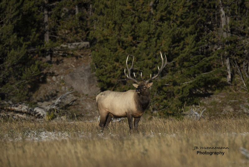 Bull Elk Yellowstone.jpg