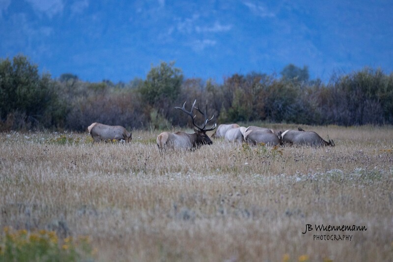 Bull Elk with herd 2023.jpg