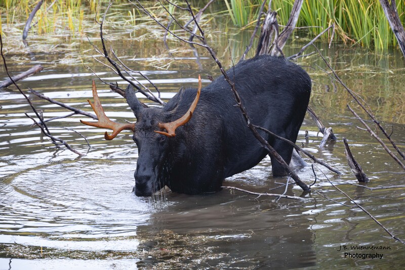 Bull Moose Close Up.jpg