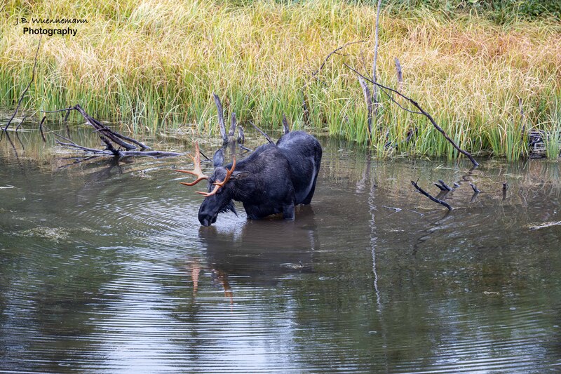 Bull Moose Drink_.jpg