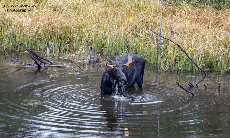 Bull Moose Eating.jpg