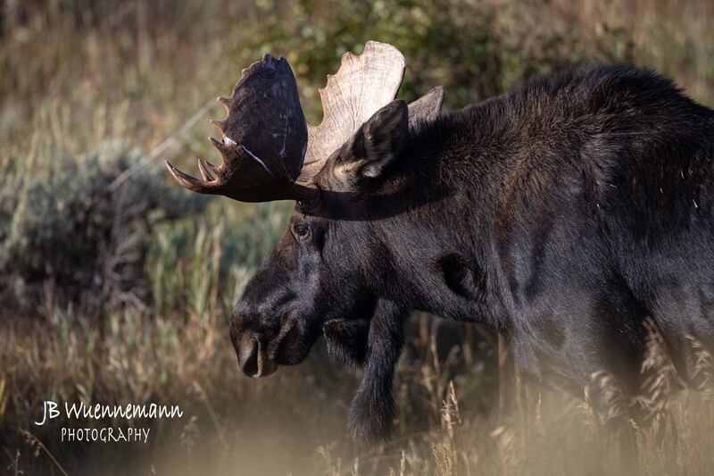 Bull Moose Hit 1.jpg