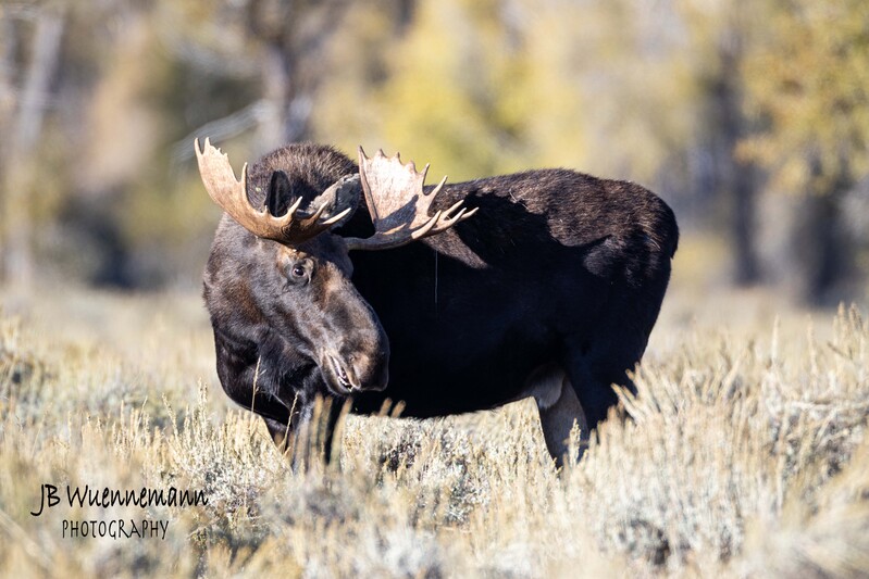Bull Moose Look Back 2023.jpg
