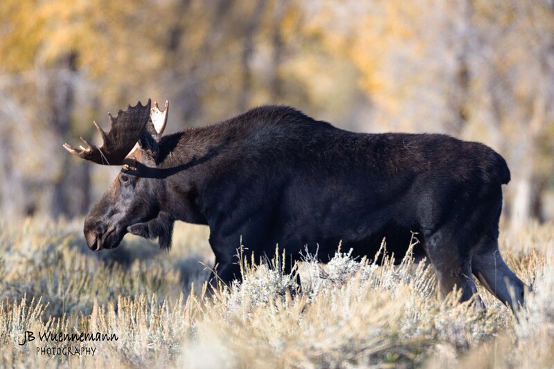 Bull Moose Profile.jpg