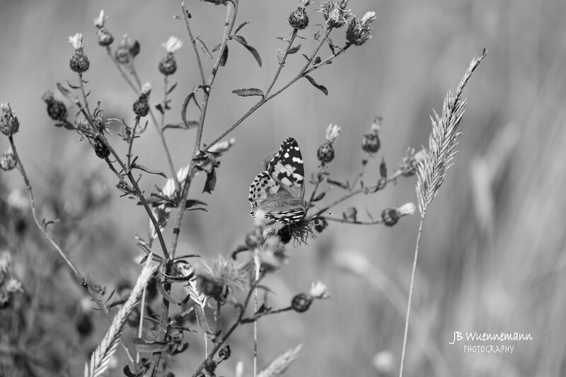 Butterfly B_W.jpg