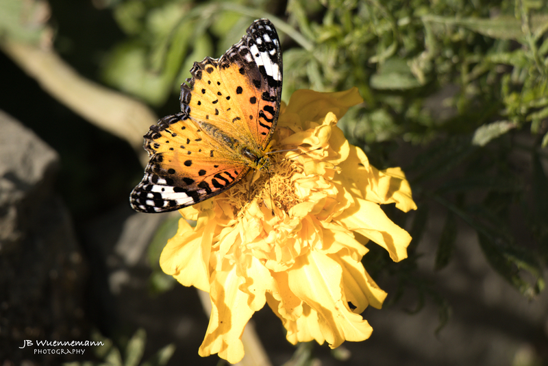Butterfly Having a Snack.jpg