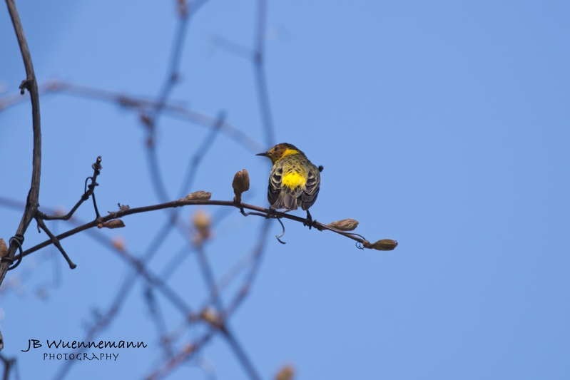 Cape May Warbler Adult Male.jpg
