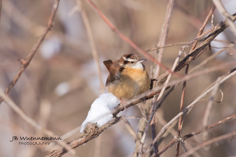 Carolina Wren Adult.jpg