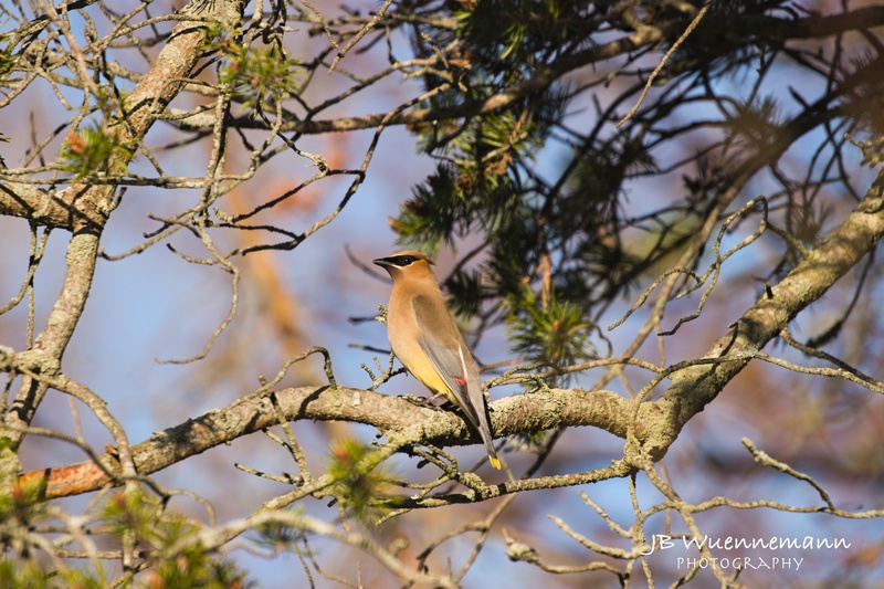 Cedar Waxwing Adult in Pine Tree.jpg