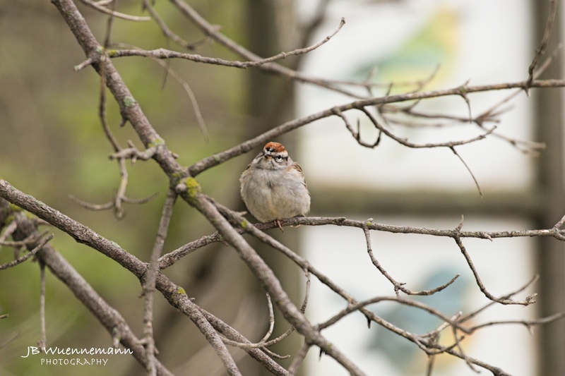 Chipping Sparrow Breeding Adult.jpg