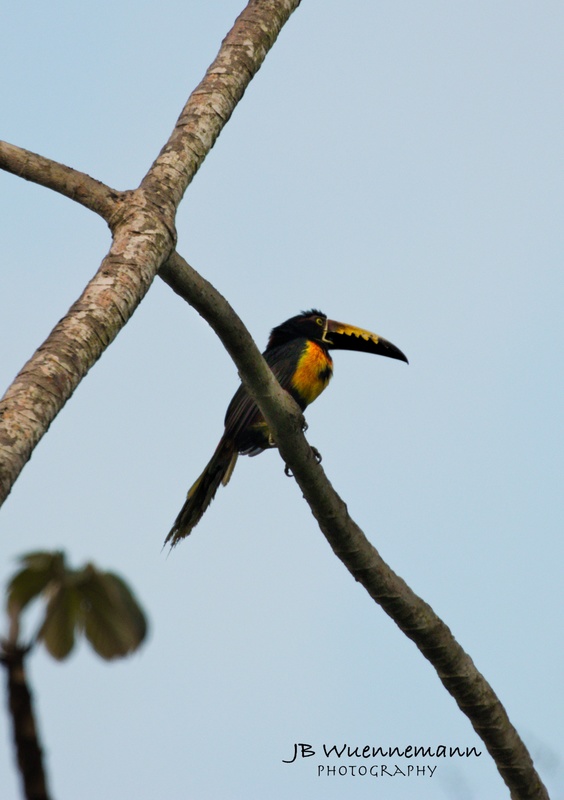 Collared Aracari.jpg