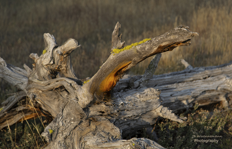 Color on Stump.jpg