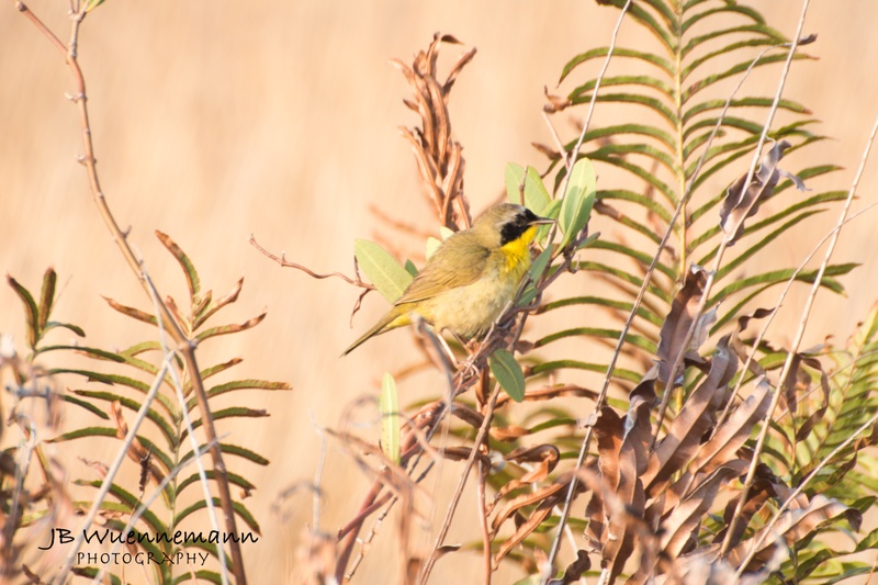 Common Yellowthroat Adult Male.jpg