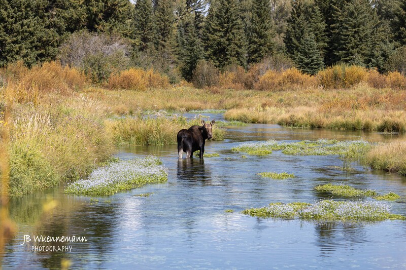 Cow Moose Look Back Far away Stream.jpg