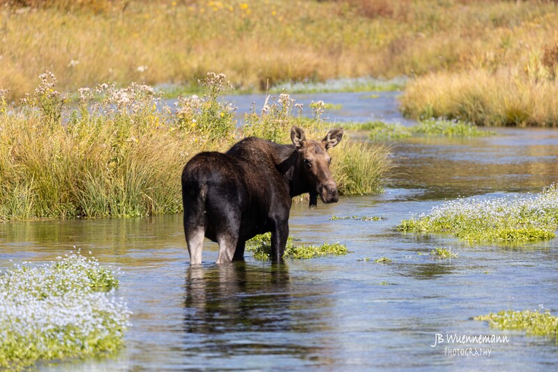 Cow Moose Look Back Stream Close Up.jpg