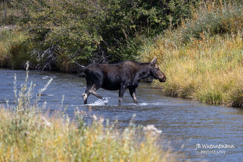 Cow Moose Stream.jpg