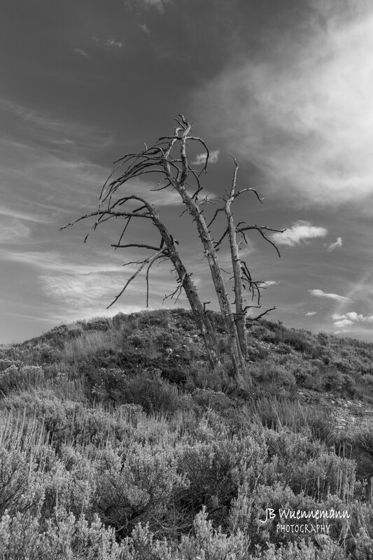 Dead Tree B_W.jpg