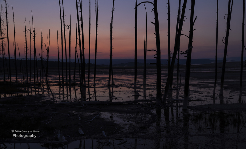 Dead Tree Sunset(1).jpg