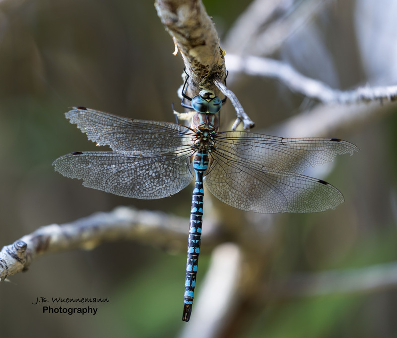 Dragon Fly Hanging.jpg